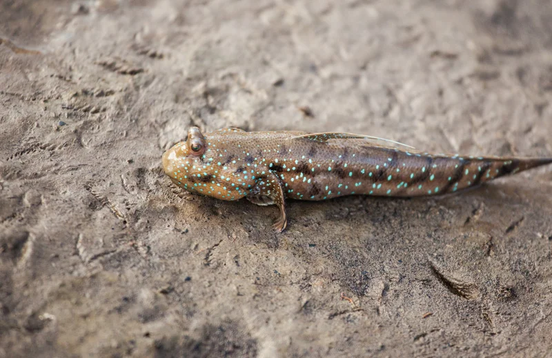 weird looking mud fish/tadpole thing