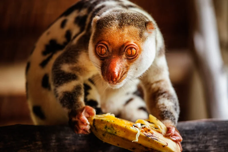 The cuscus!