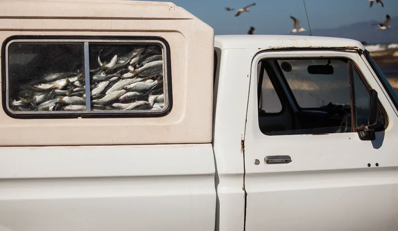 filling the truck up with fish