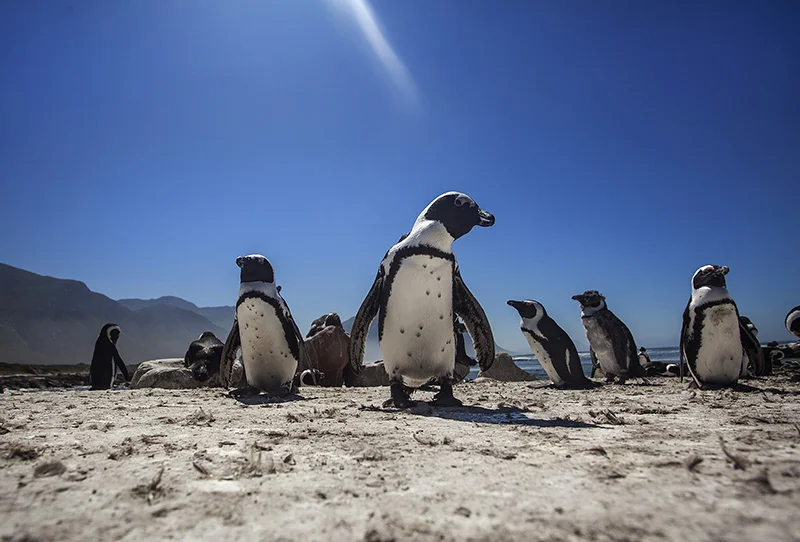 the penguins at Queensbai