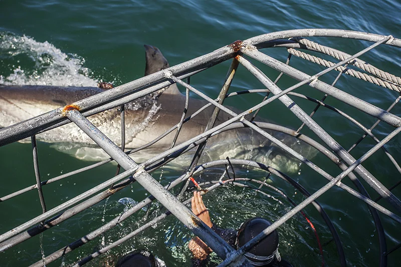 Great white getting close to the cage