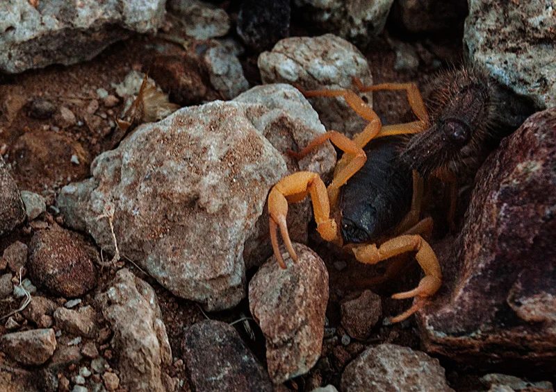 found this guy lurking in the rocks