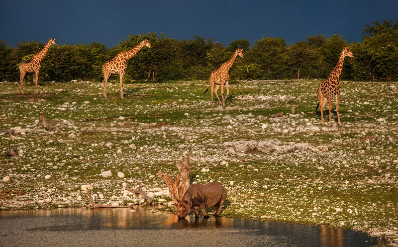 giraffes marching past a Rhino at the watering hole