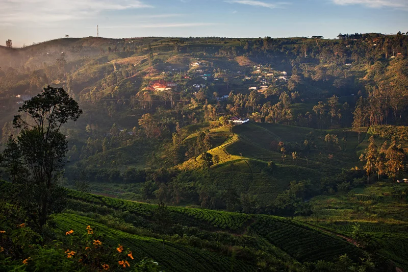 tea plantations everywhere