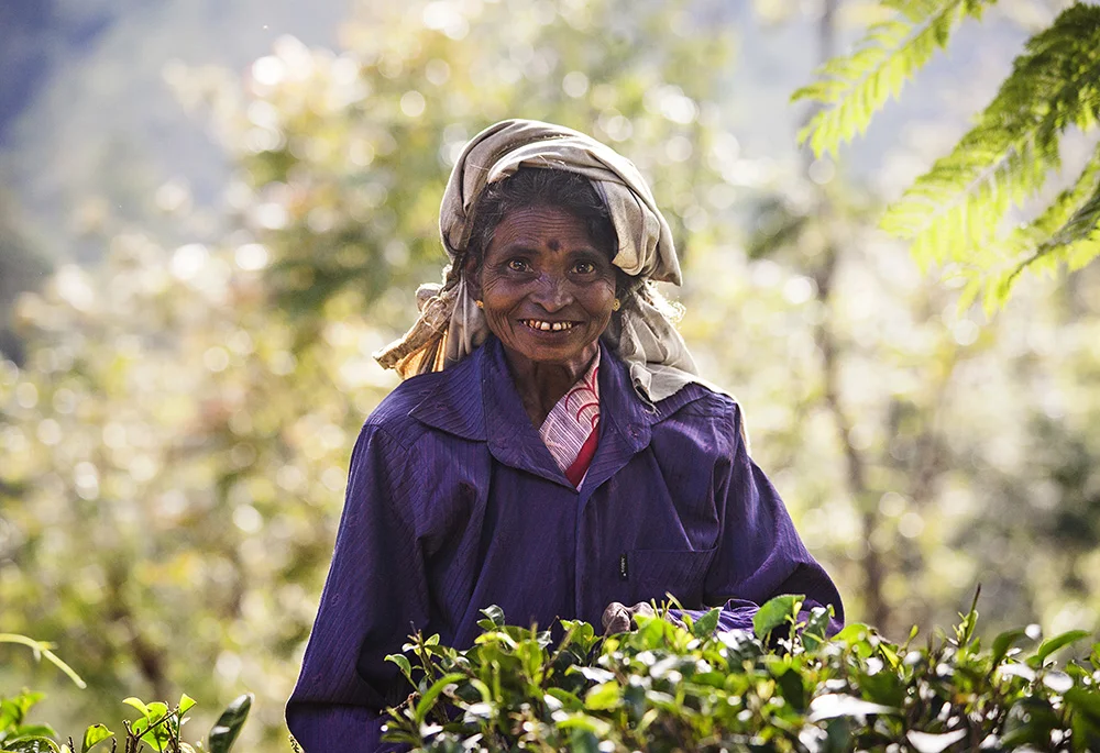 one of the tea pickers