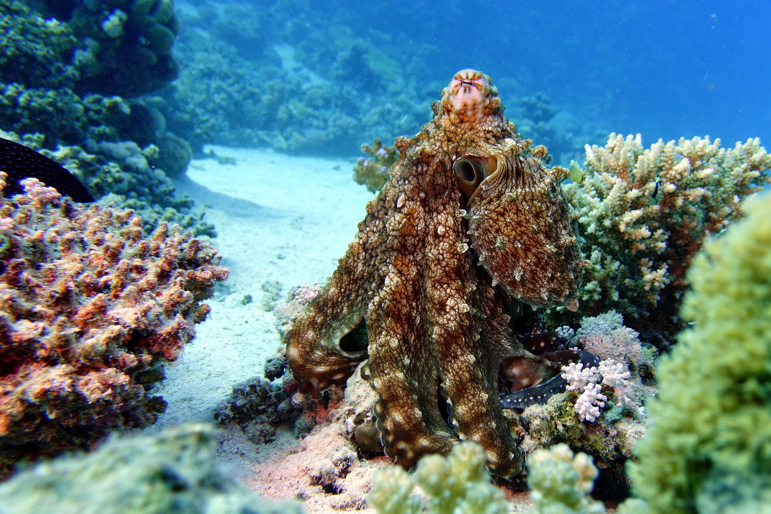 octopus