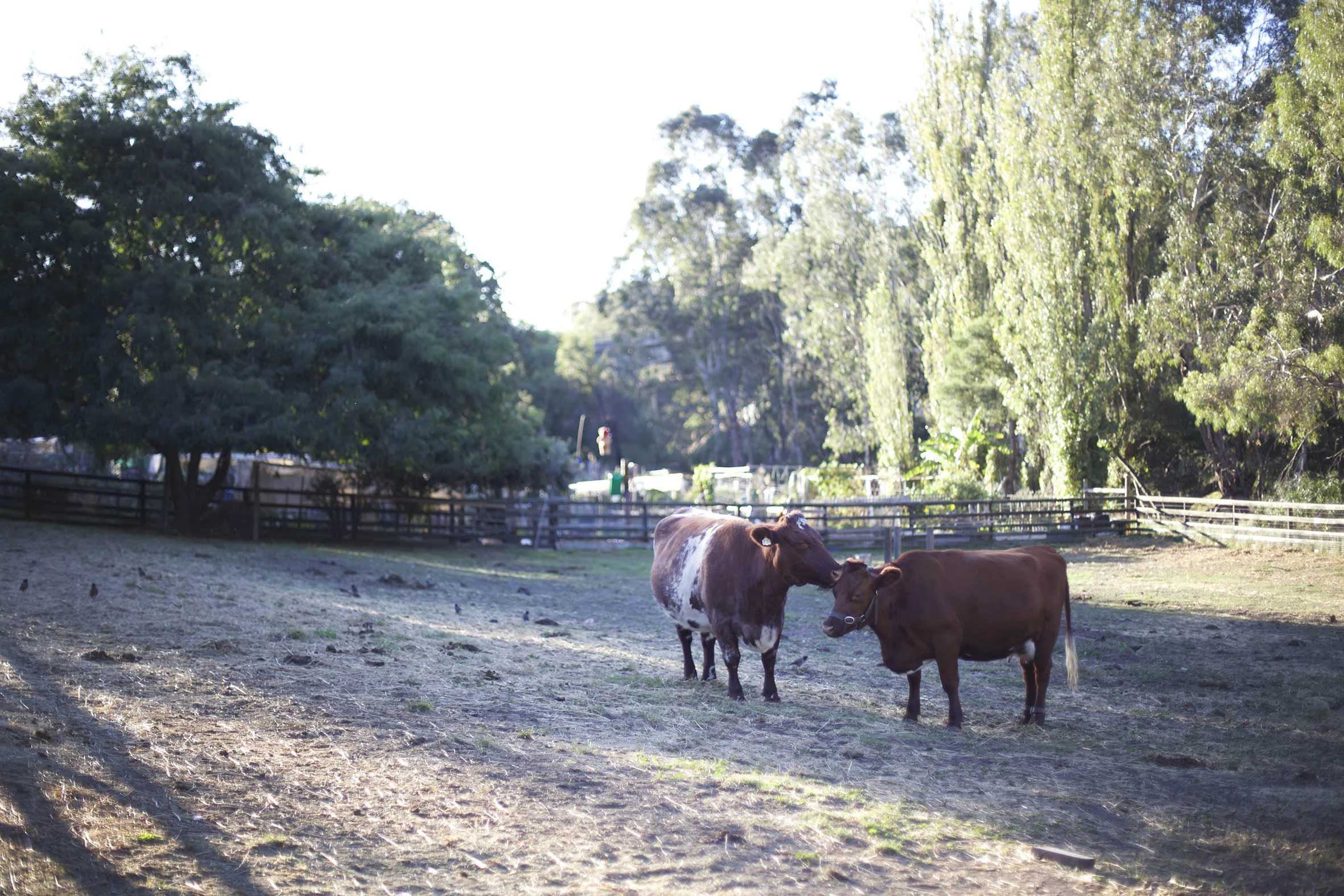 wedding melbourne farm cows.jpg