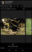 common_blackbird_gallery.png