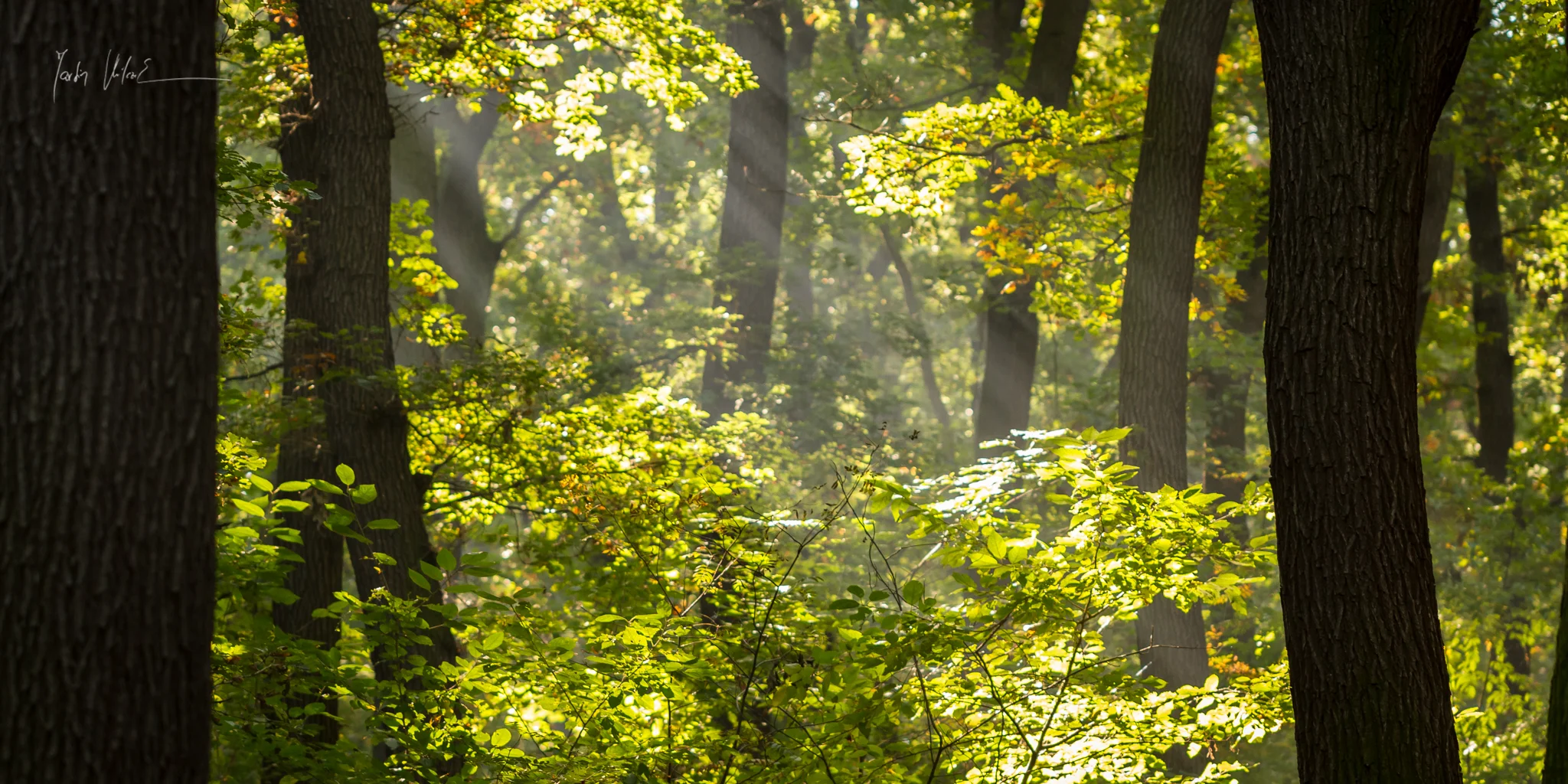 Magic of the wood