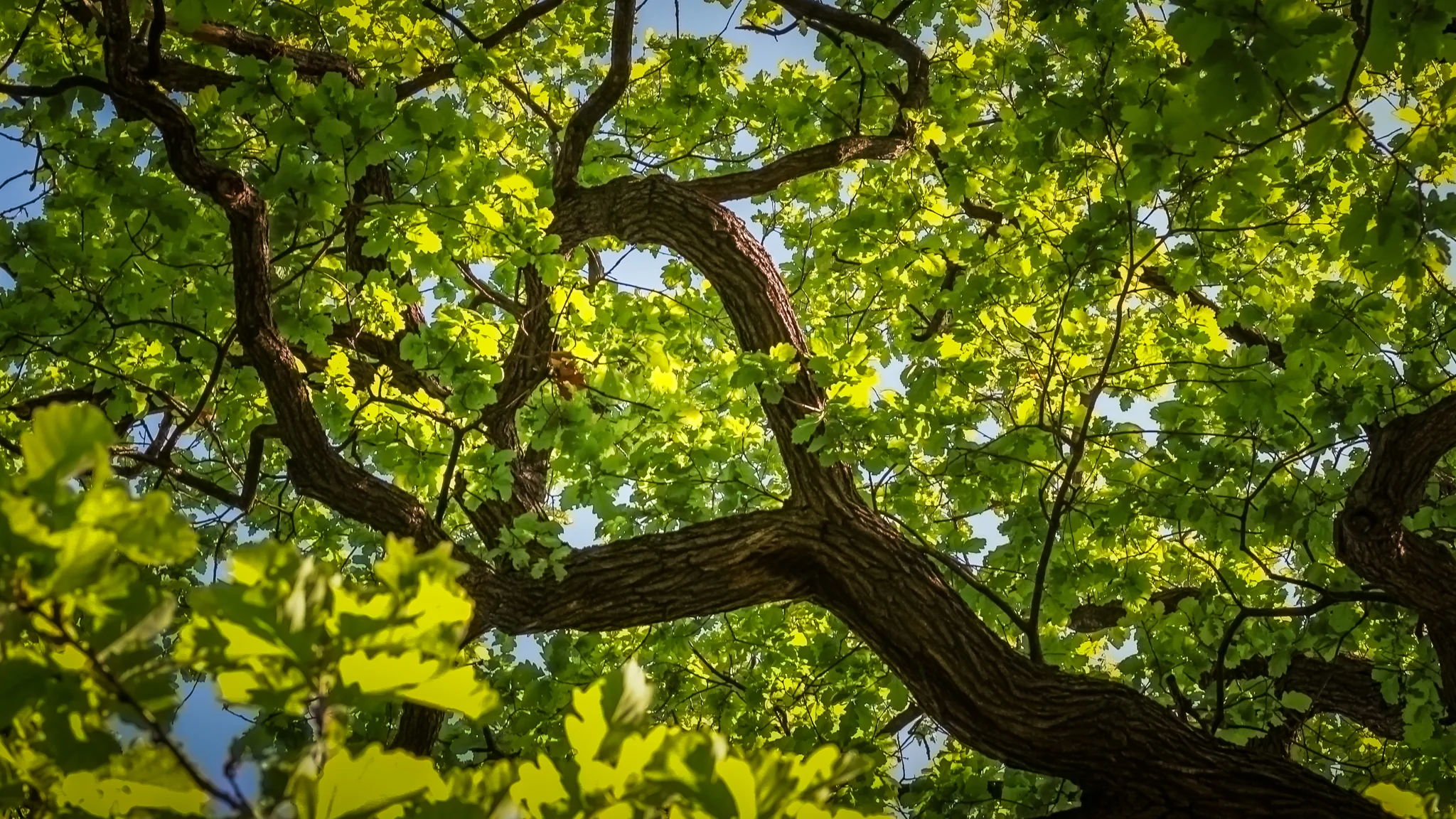 The Heart of the God of the Trees