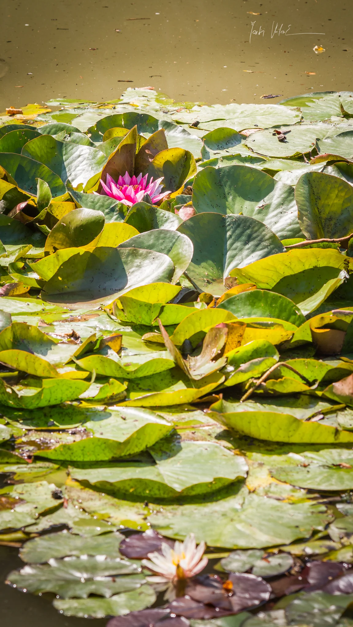 Buddha's crown