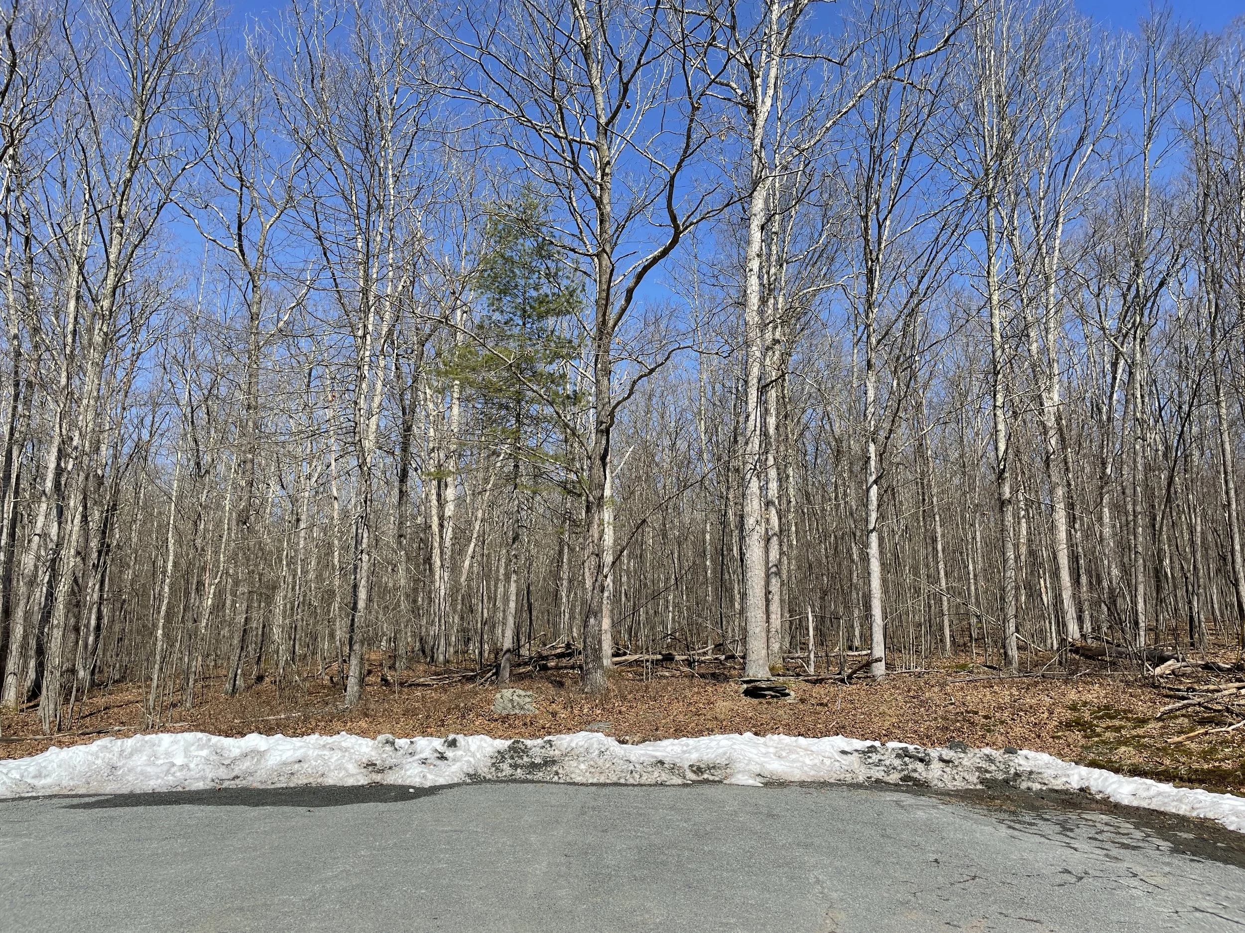 Mountain Top Oaks: Callicoon, NY