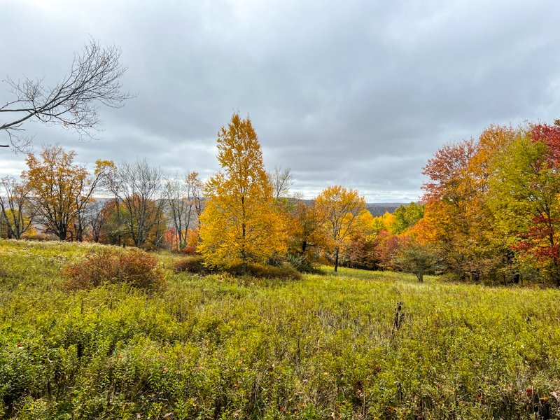 100 acres for sale in Livingston Manor