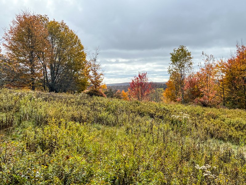 100 acres for sale in Livingston Manor