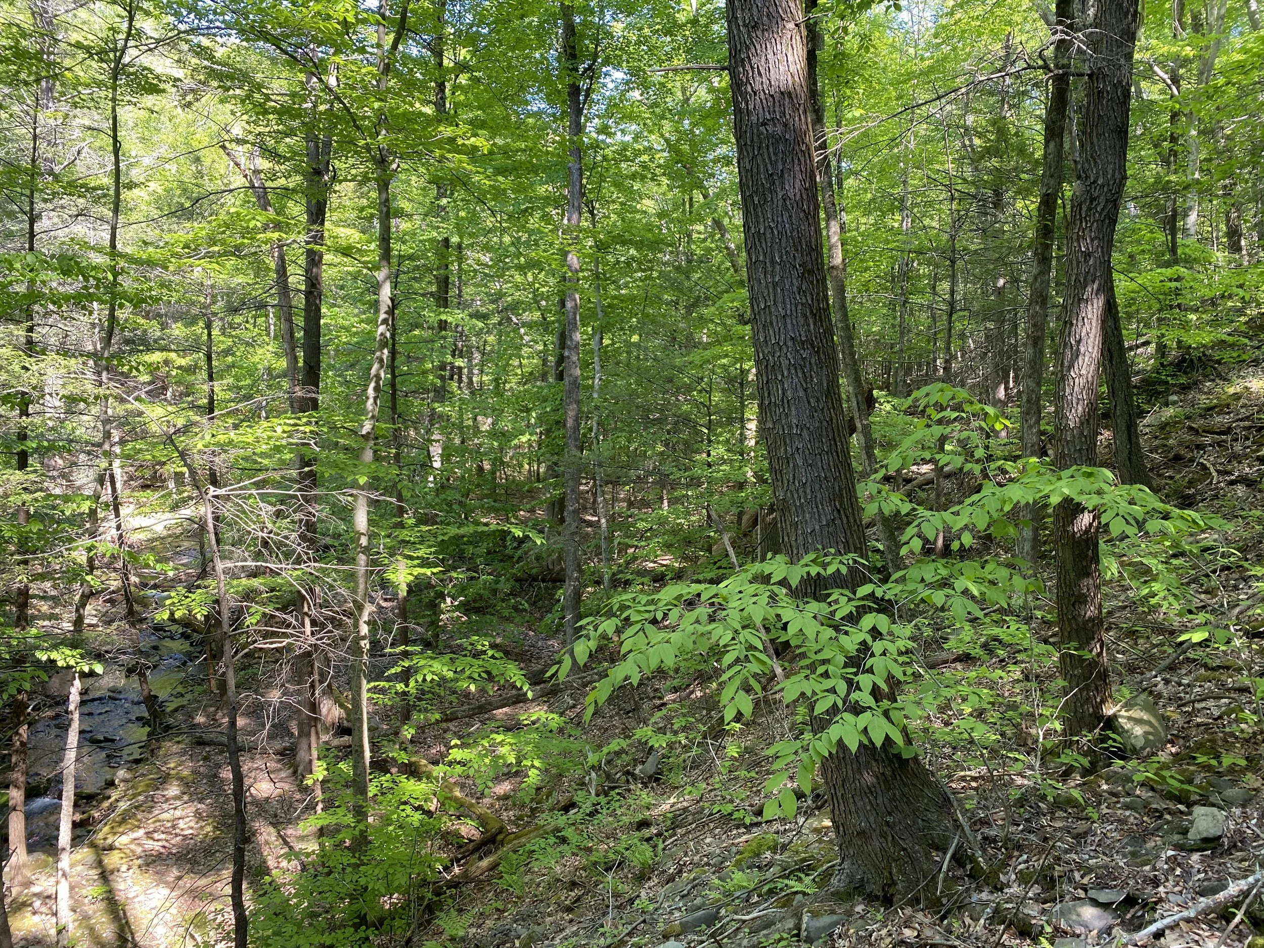 Hillside Hideaway Lot 2: Olive, NY