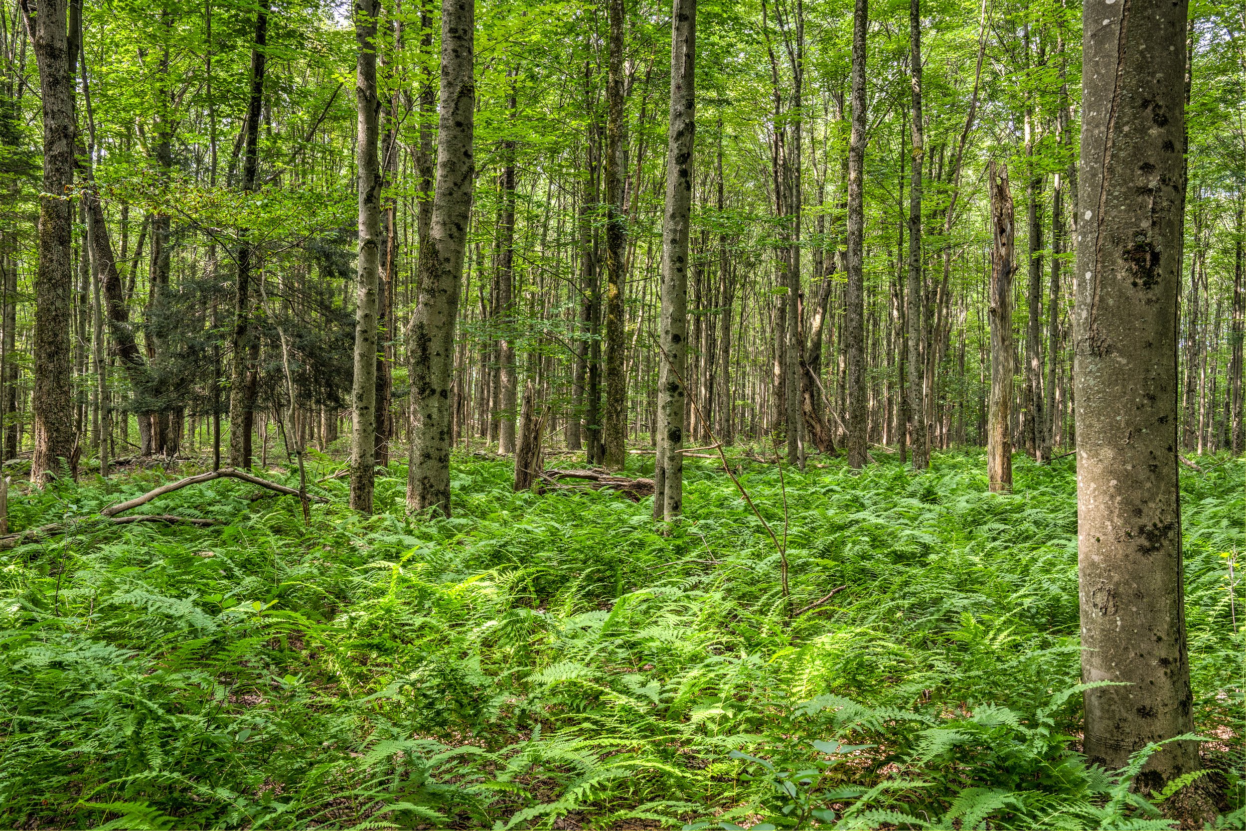 White Sulphur Springs NY land for sale