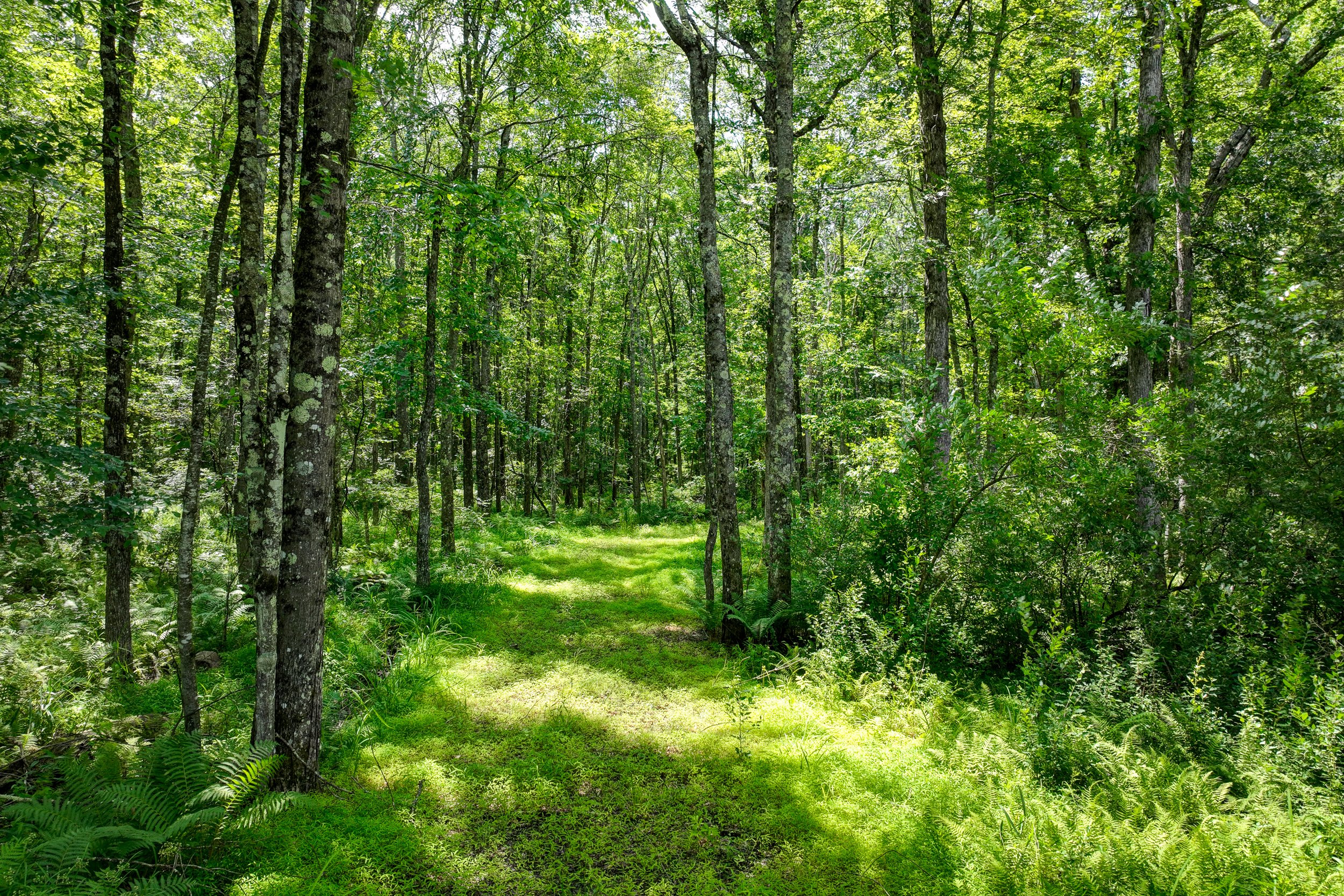 Lot 69 Cushetunk Rd: Cochecton, NY