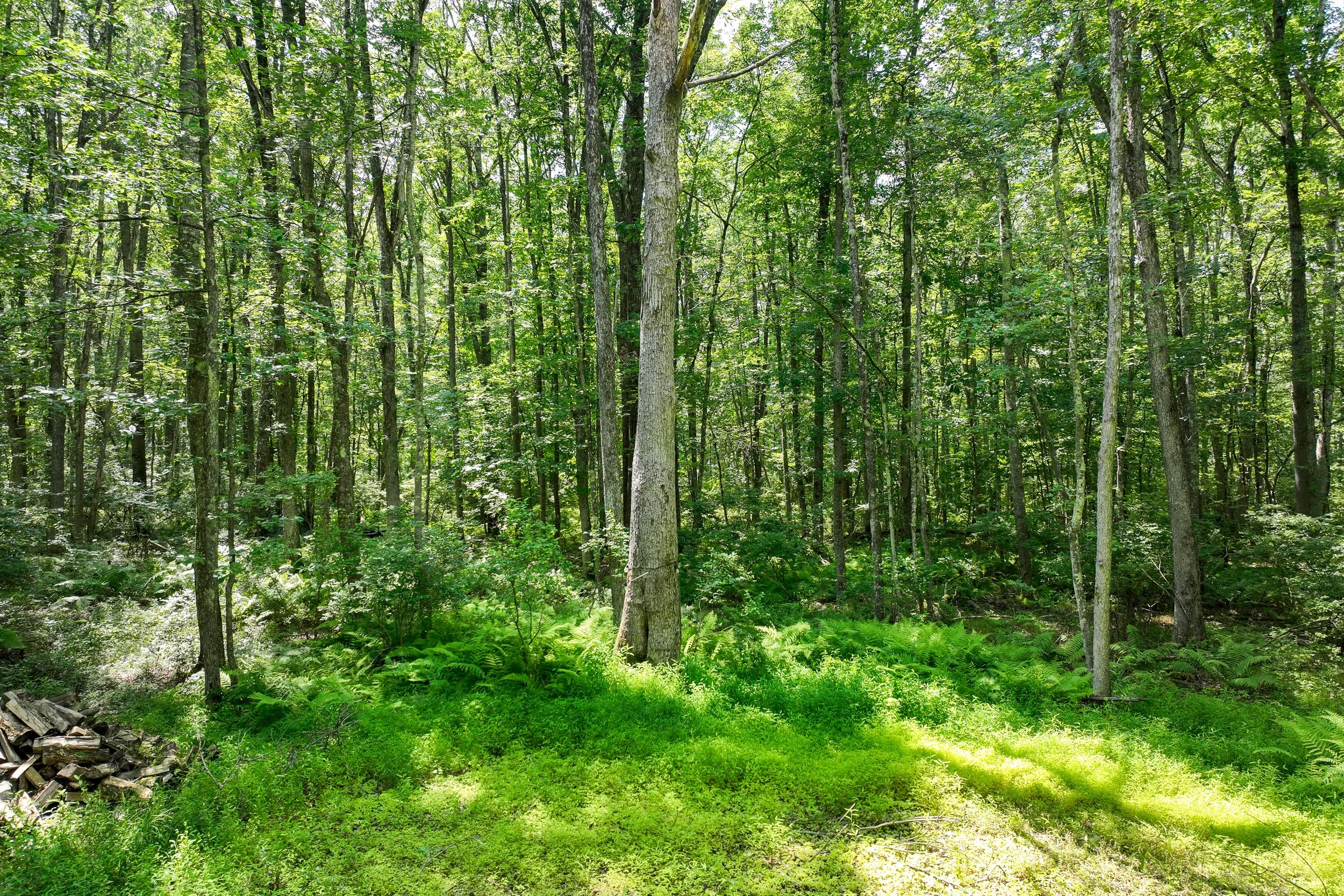 DJI_0318.jpg