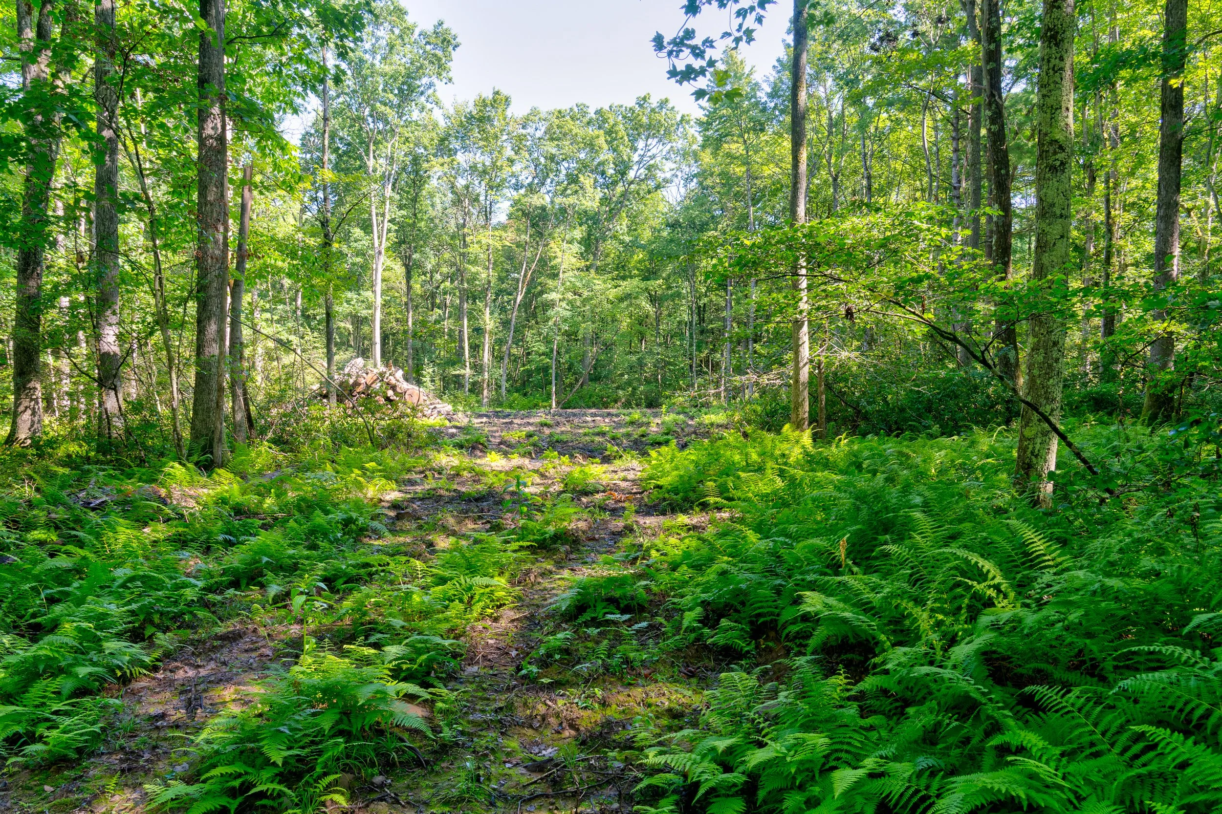Lot 22 Perry Pond Rd: Narrowsburg, NY