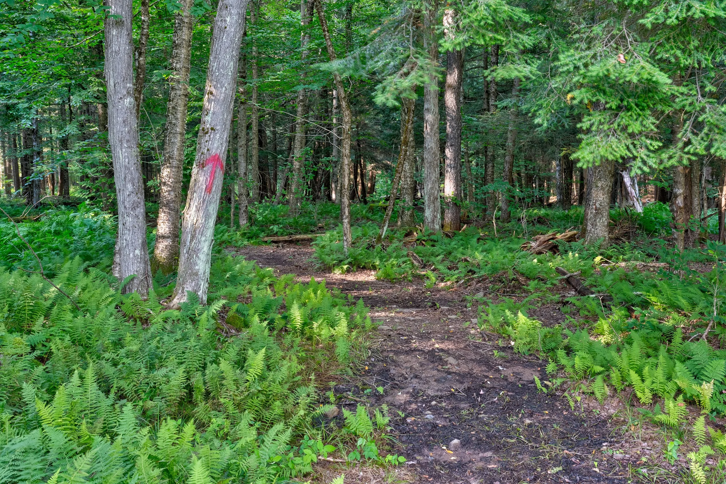 __selects_633_BSR39.jpg