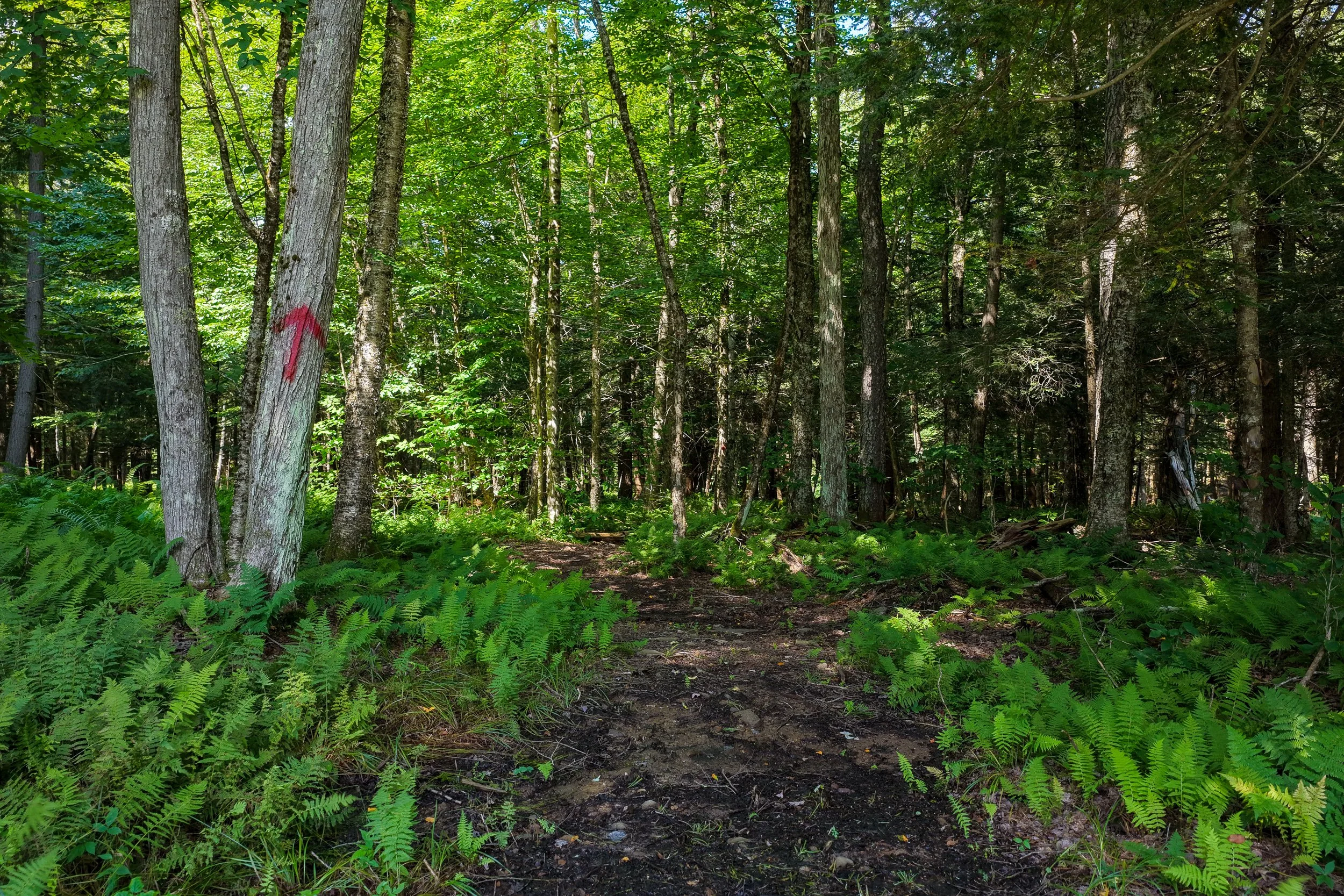 __selects_633_BSR43.jpg