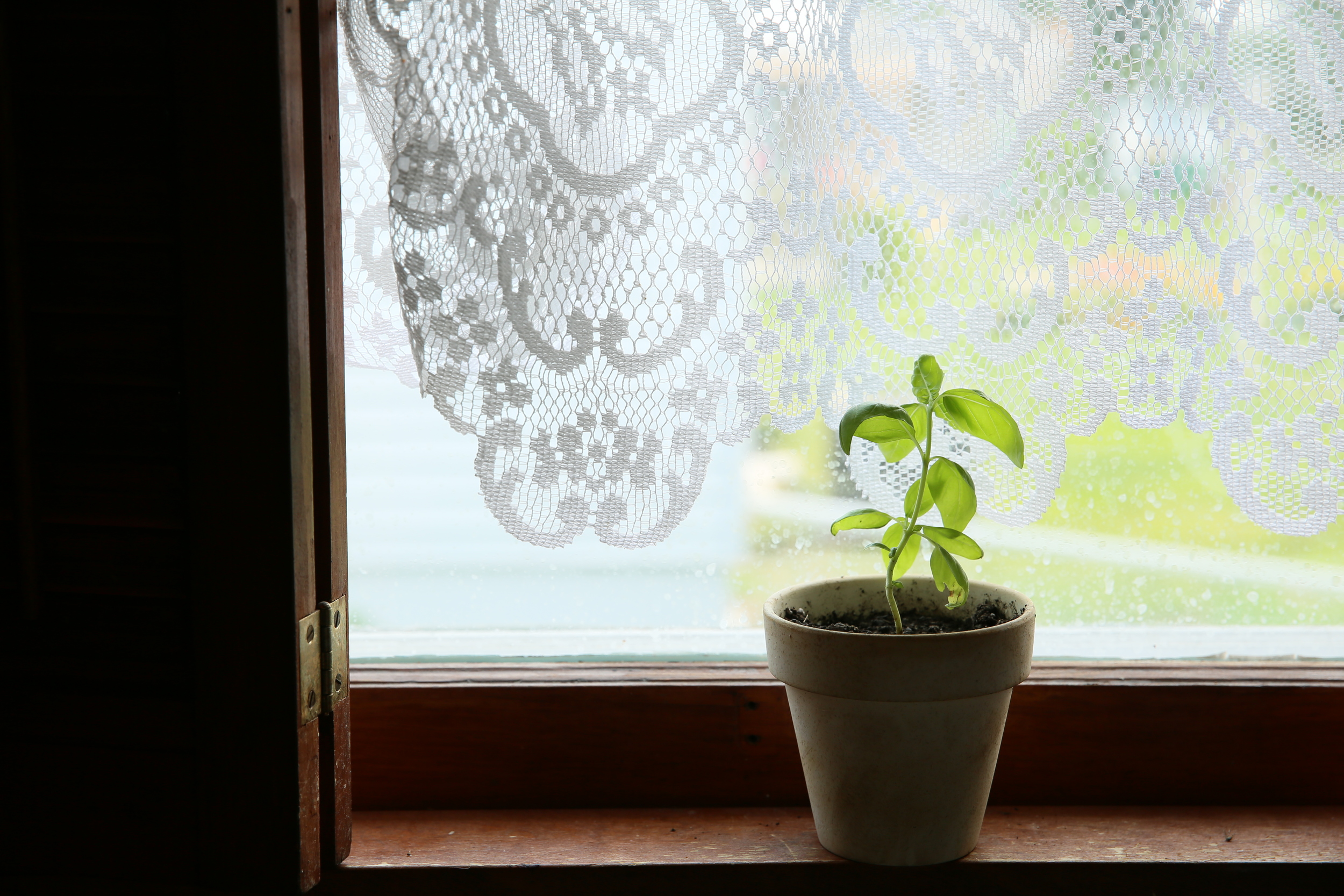 Growing Basil