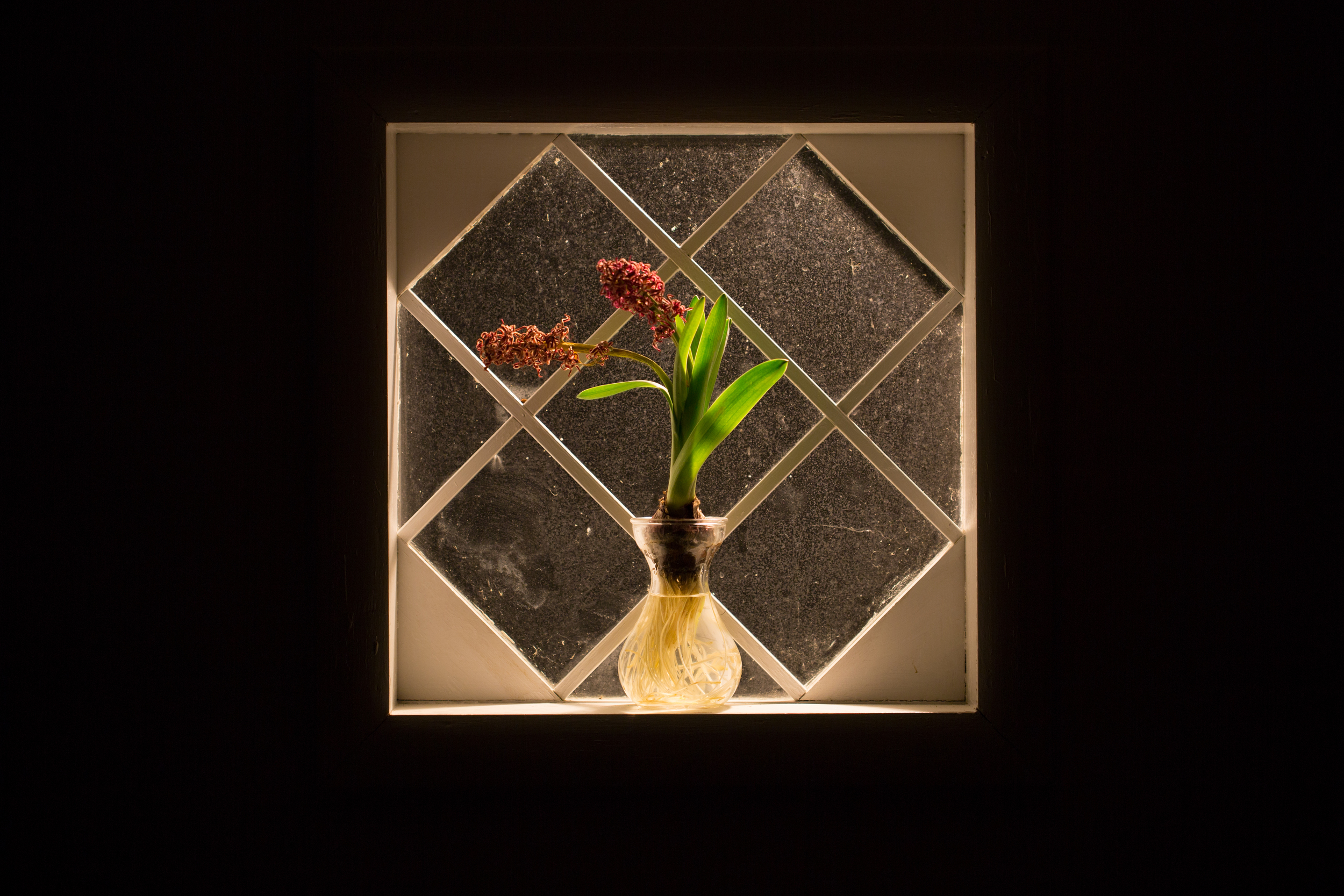 Isolated Beauty