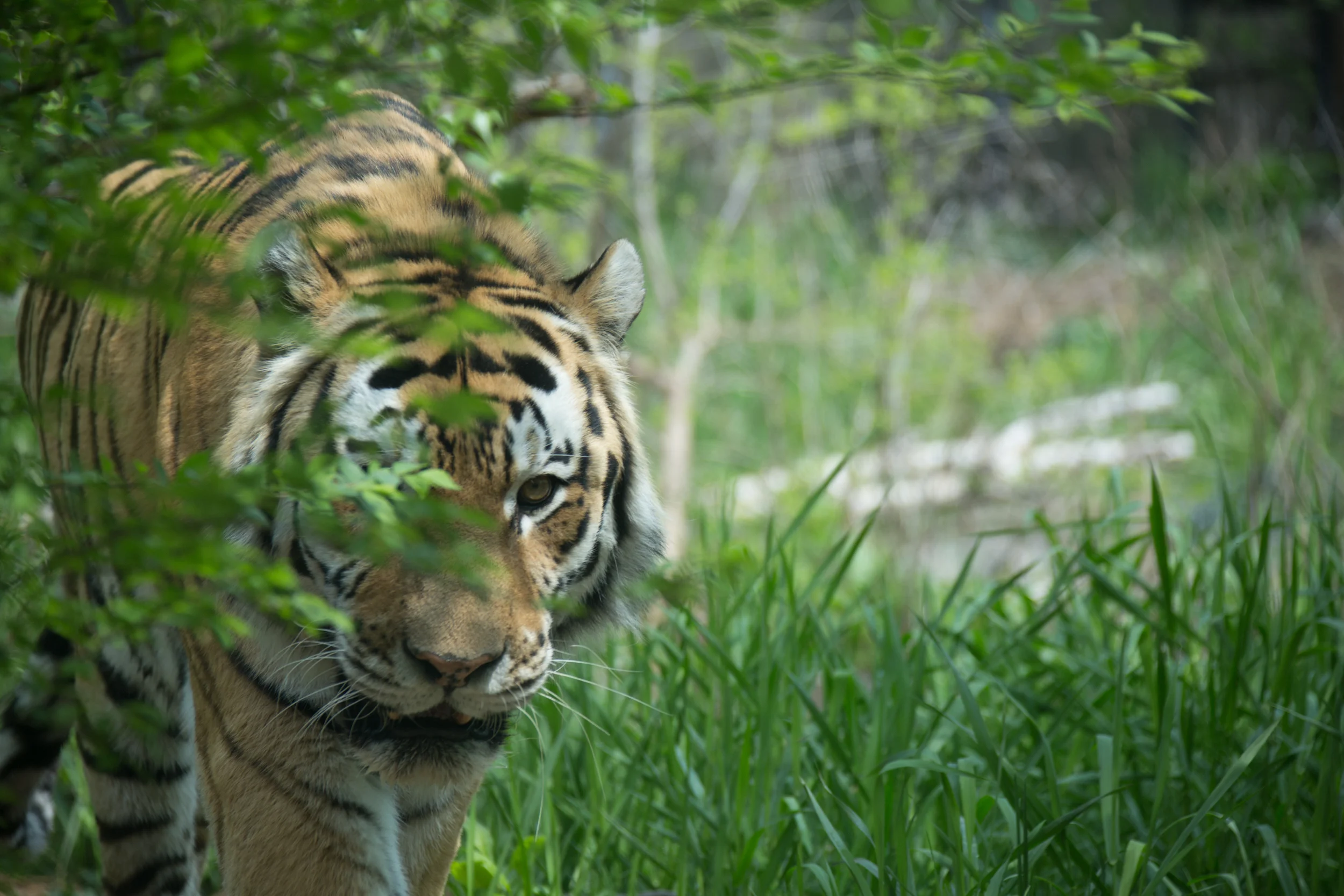 Tyger, Tyger Burning Bright