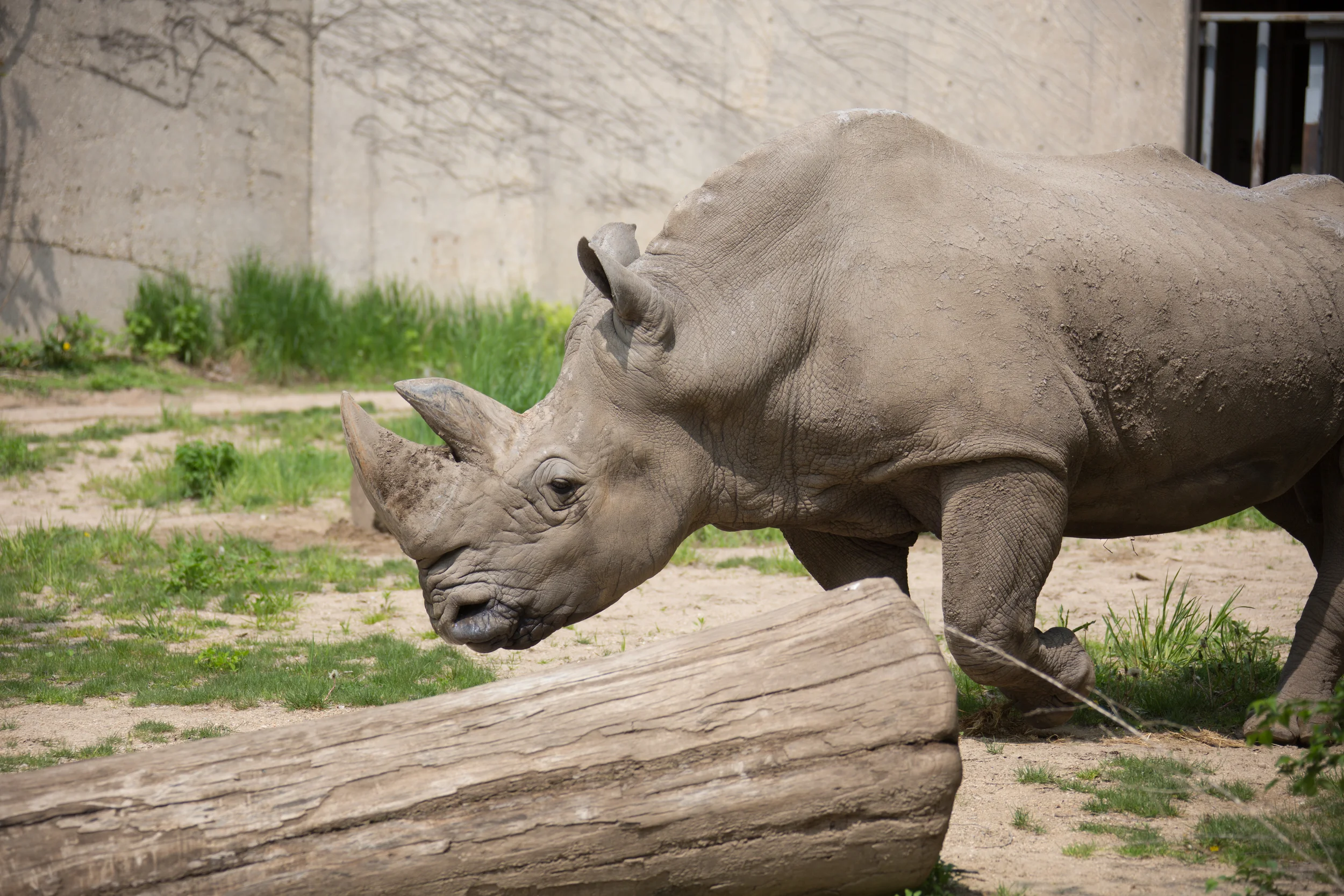 Composed Rhino