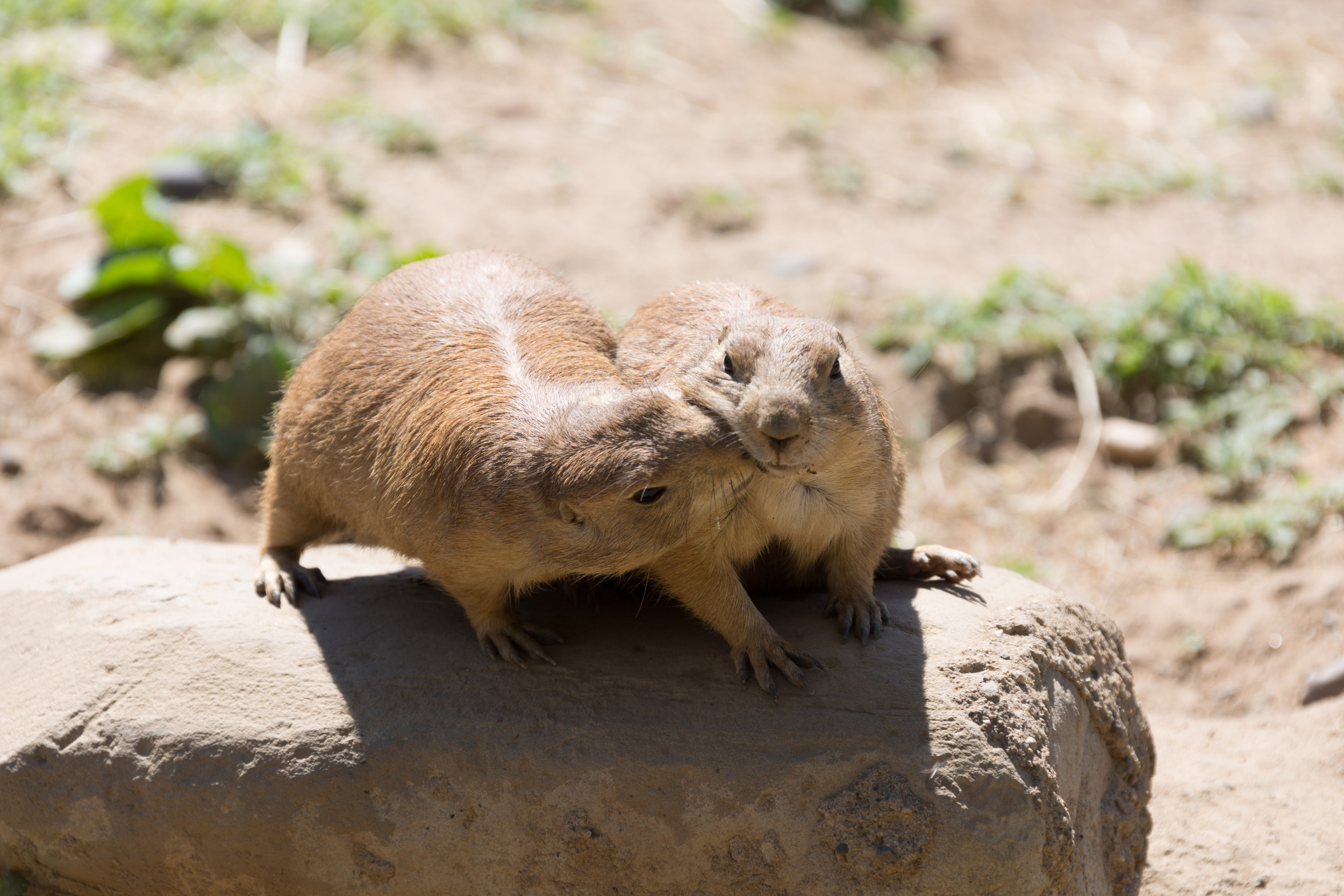 Mamma Prairie Dog