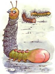 PRISCILLA Wee Priscilla caterpillar feeling so contrary; didn't mind her fat behind but hated being hairy. What girl does enjoy the fuzz that sprouts from head to heel? Priscilla thought removal ought to lift her sex appeal. She bought a tube of sticky goob to rub on every day; the label said that if she did the hair would go away. She understood that baldness would display her figure better; but now she's bald she feels the cold and has to wear a sweater.