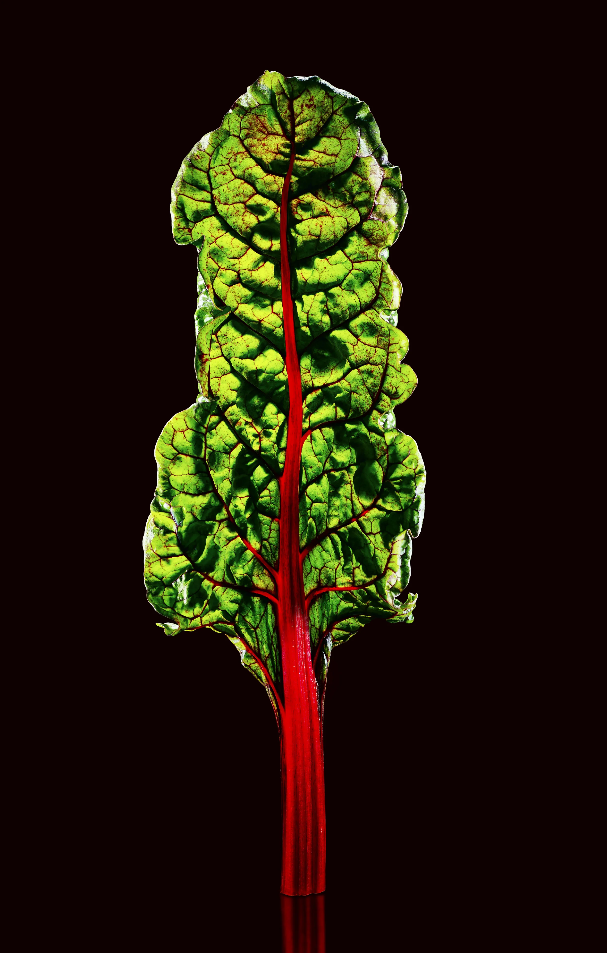 RedChard.jpg