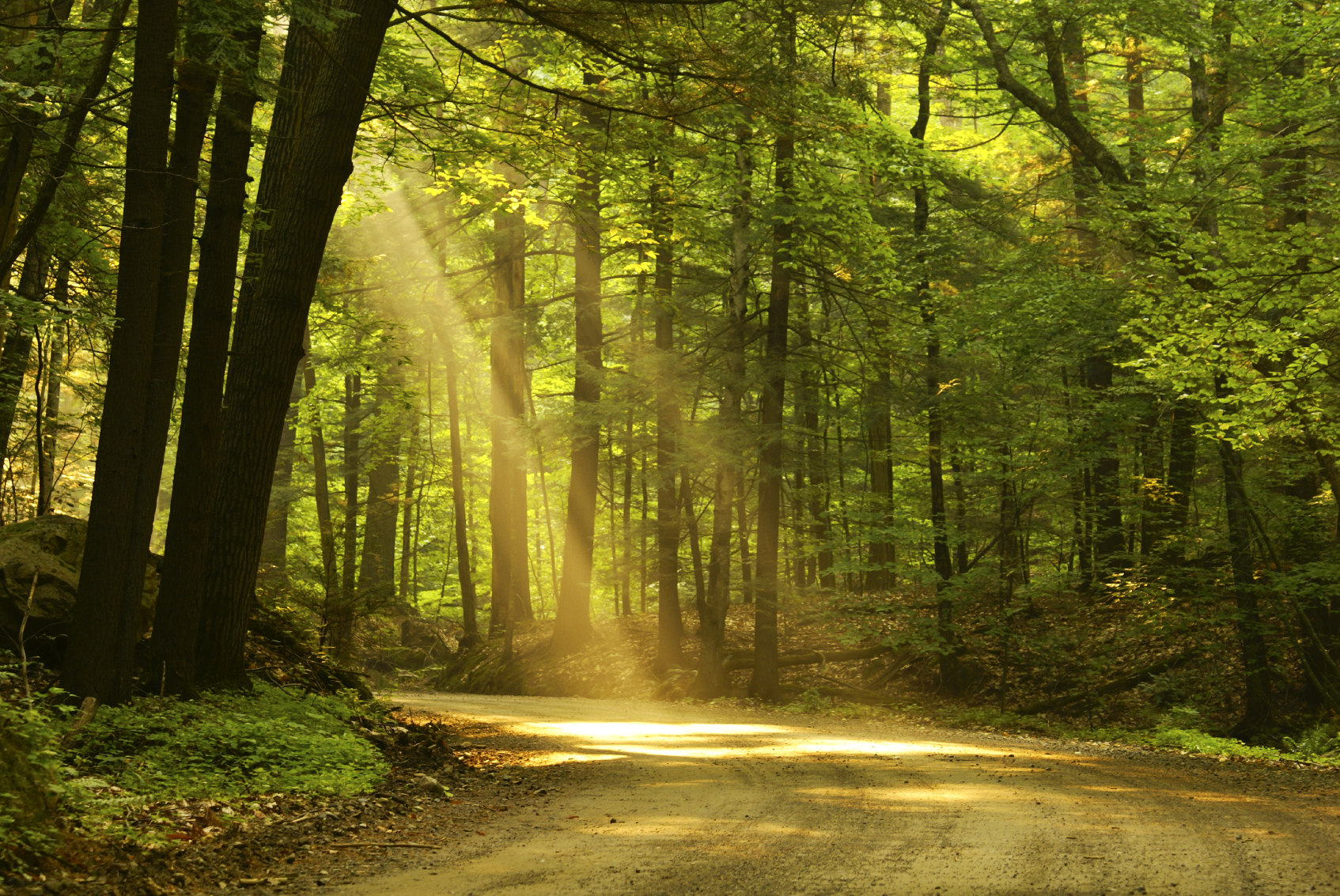 iStock_000011566387Medium.jpg
