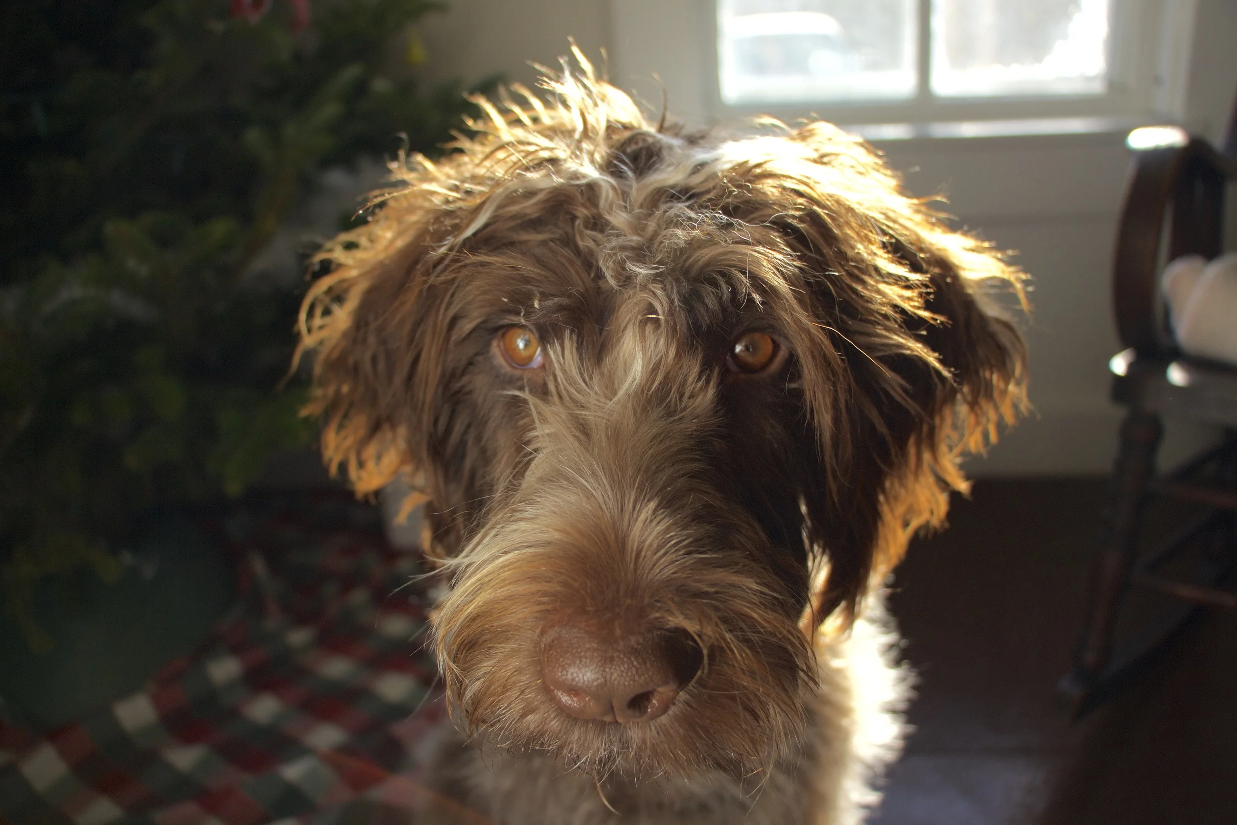 Bird Dog Buyer's Remorse