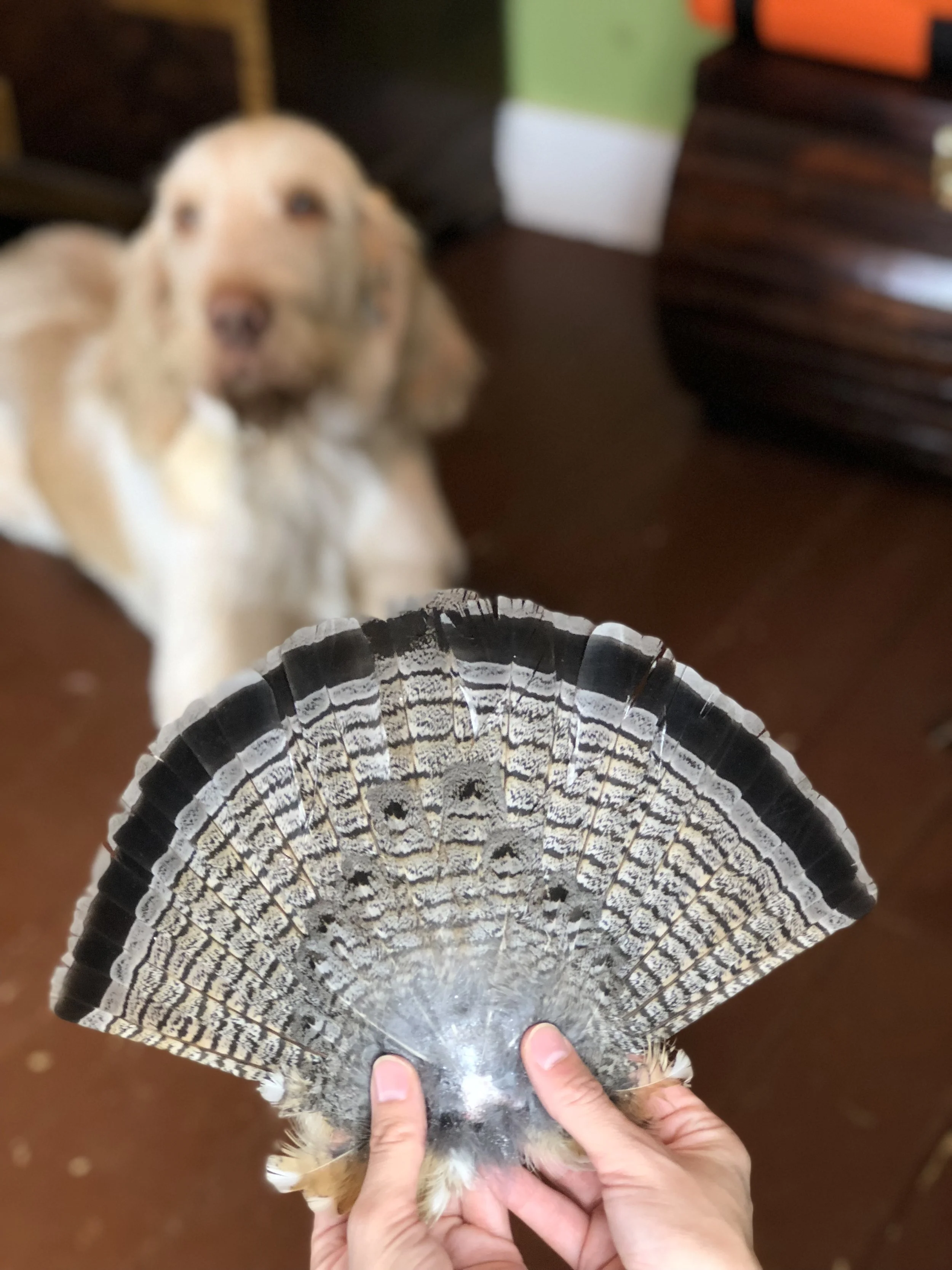 Grouse Pup Expectations 