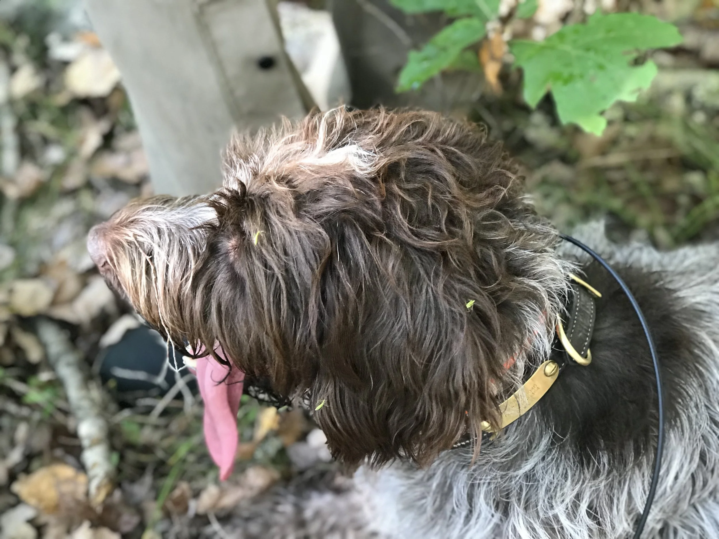 Rupert with some friendly hitchhickers in his fur.