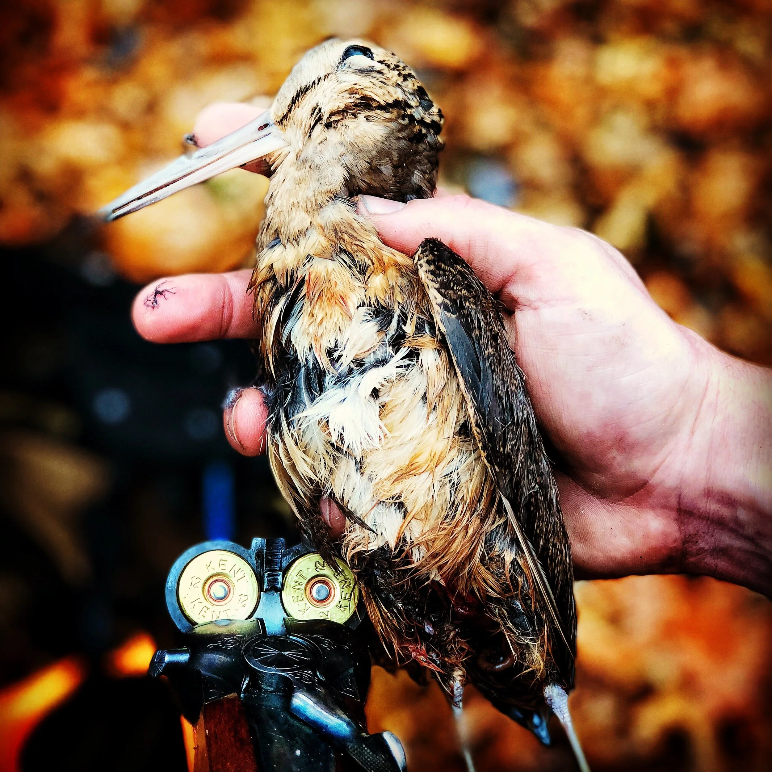     Recovering Invisible Birds     