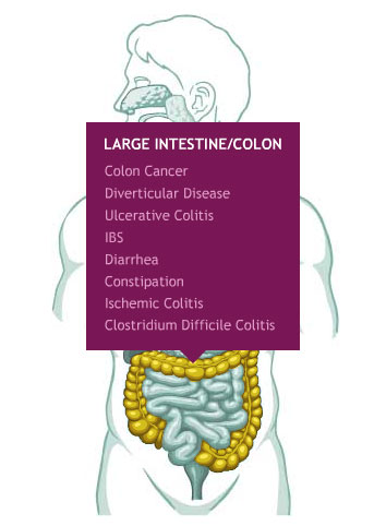 chart-largeintestine.jpg