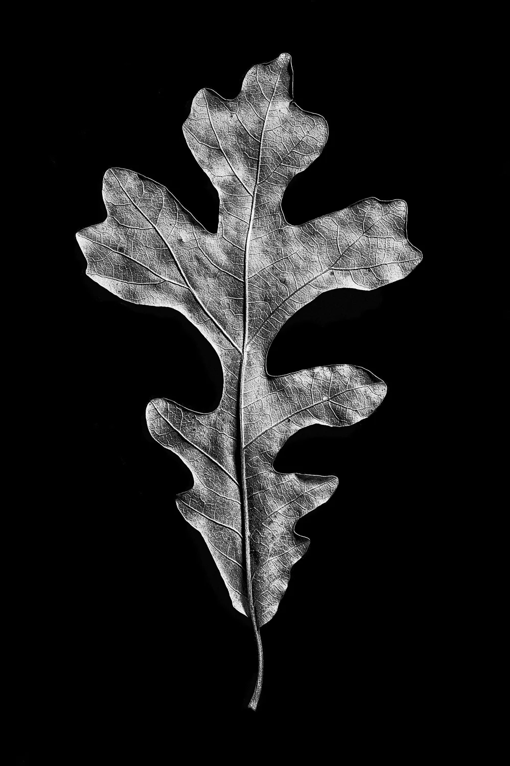 Leaf 4