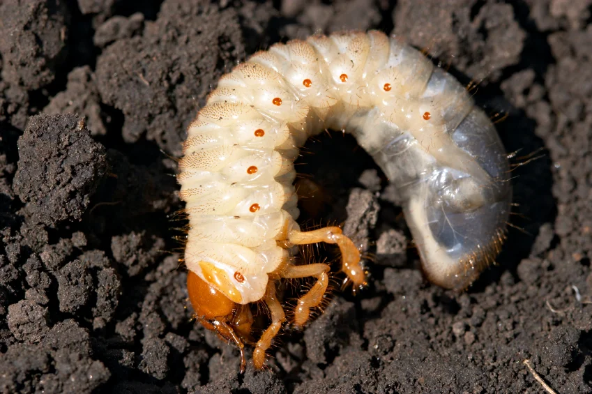Image of a lawn grub