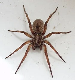 Home exterior insect control