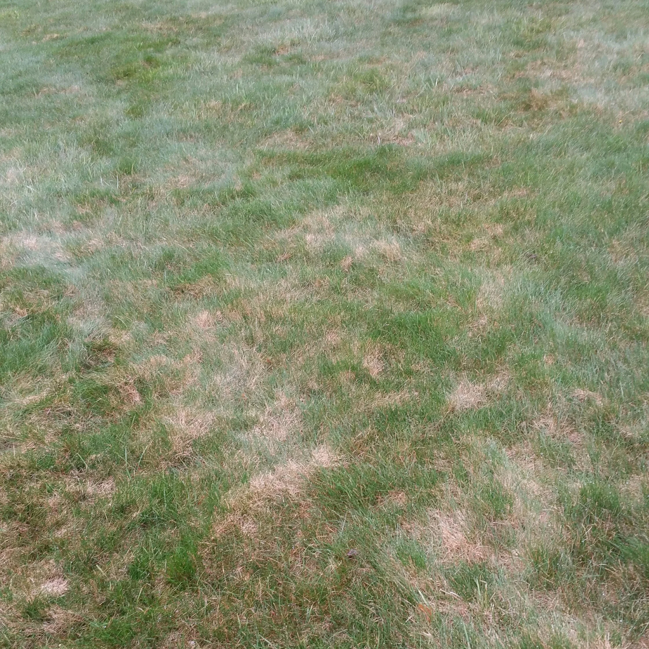 Dollar Spot Fungus