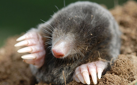 Eastern Mole