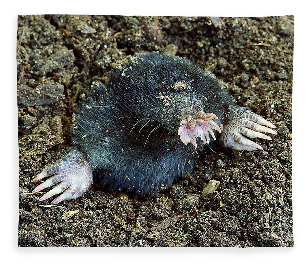 Star Nosed Mole