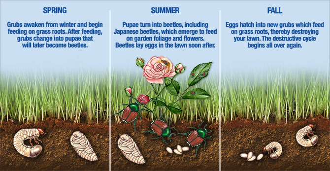 Dealing With Lawn Grubs--Article--Grub Life Cycle.jpg