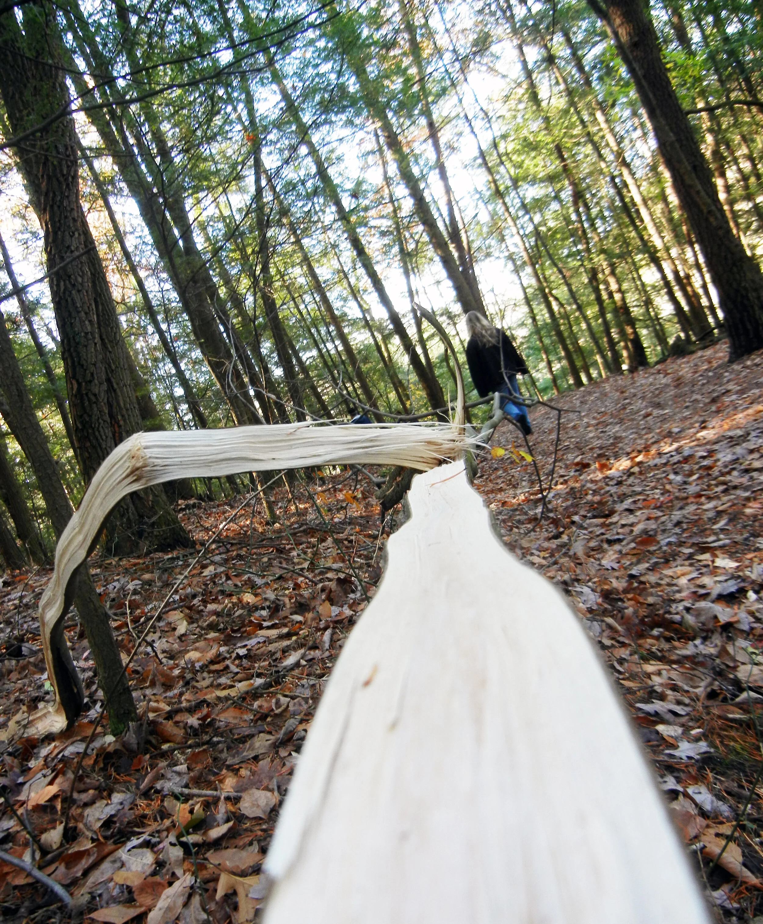 South Carolina Hike.JPG