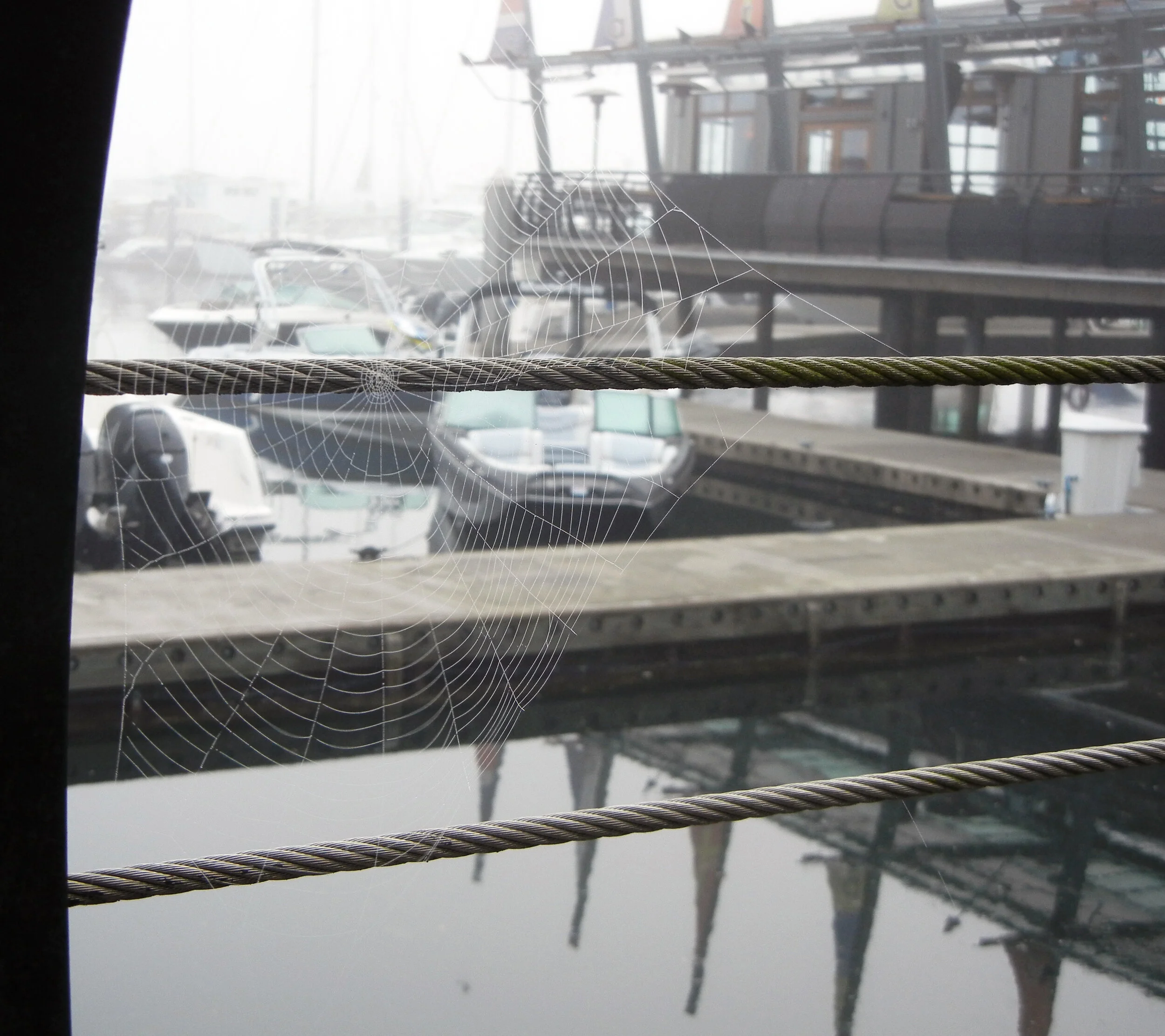 Vancouver Spider Web.JPG
