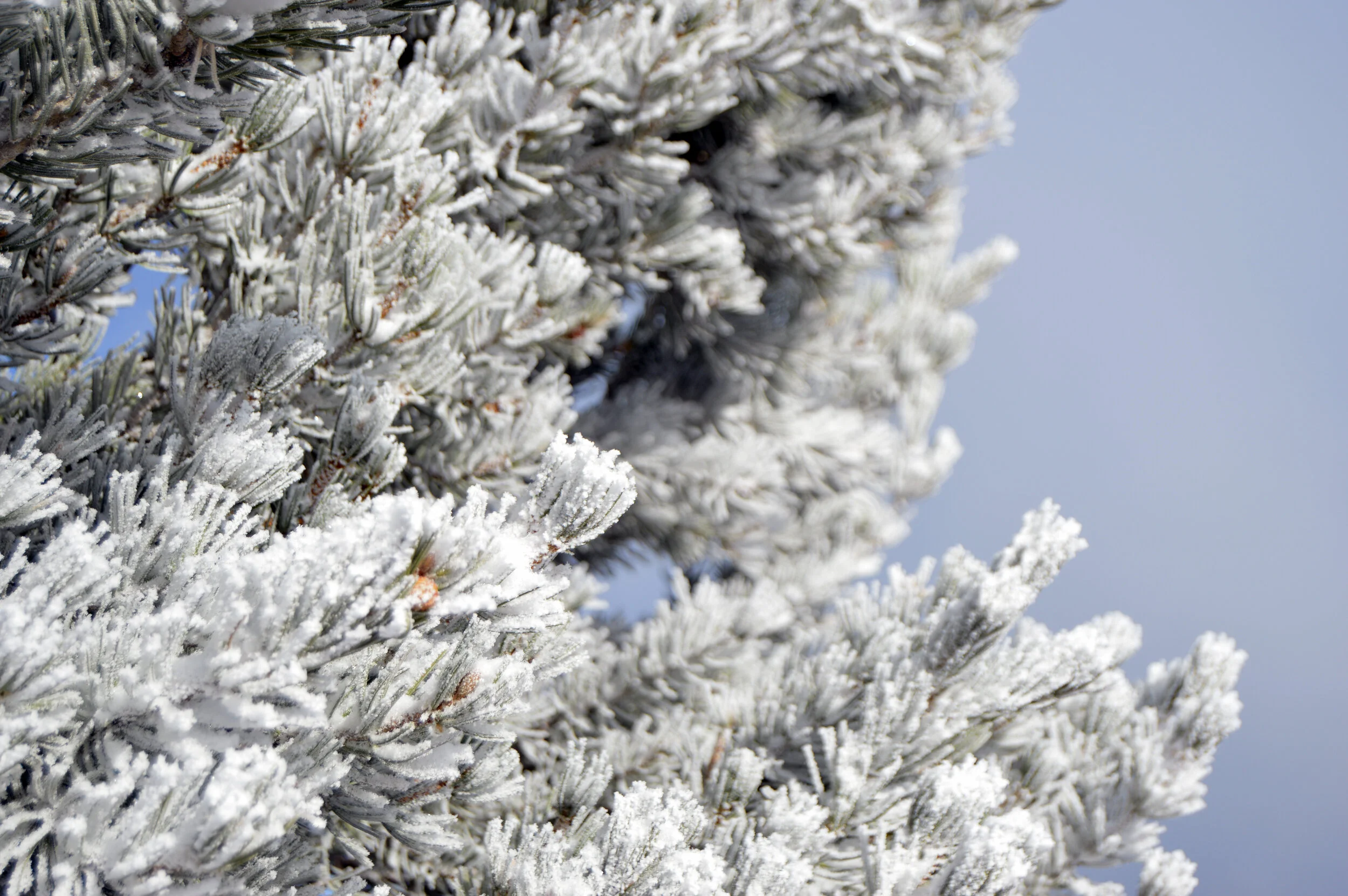 Colorado Snow 02.JPG