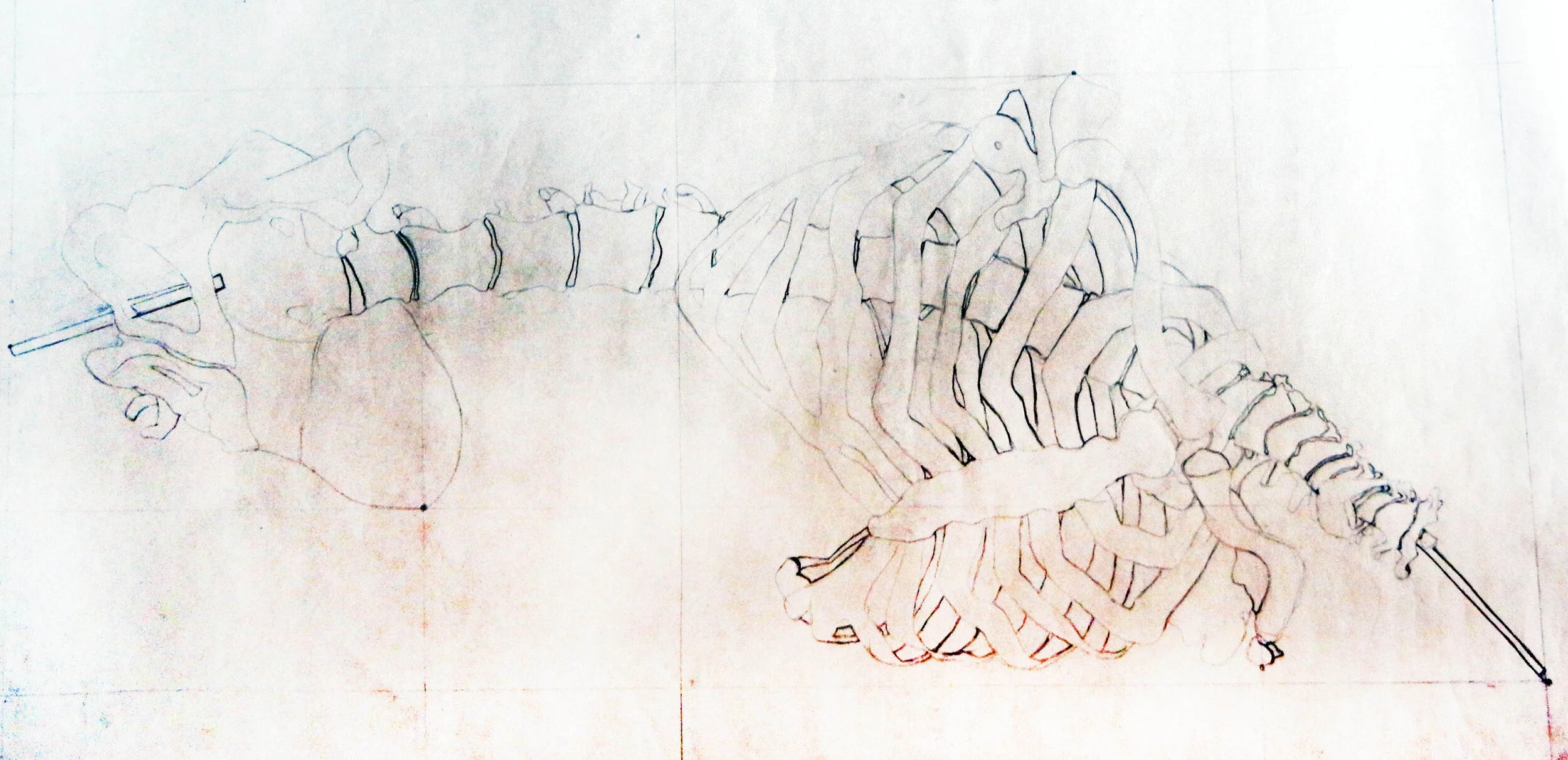 Rib Cage.JPG