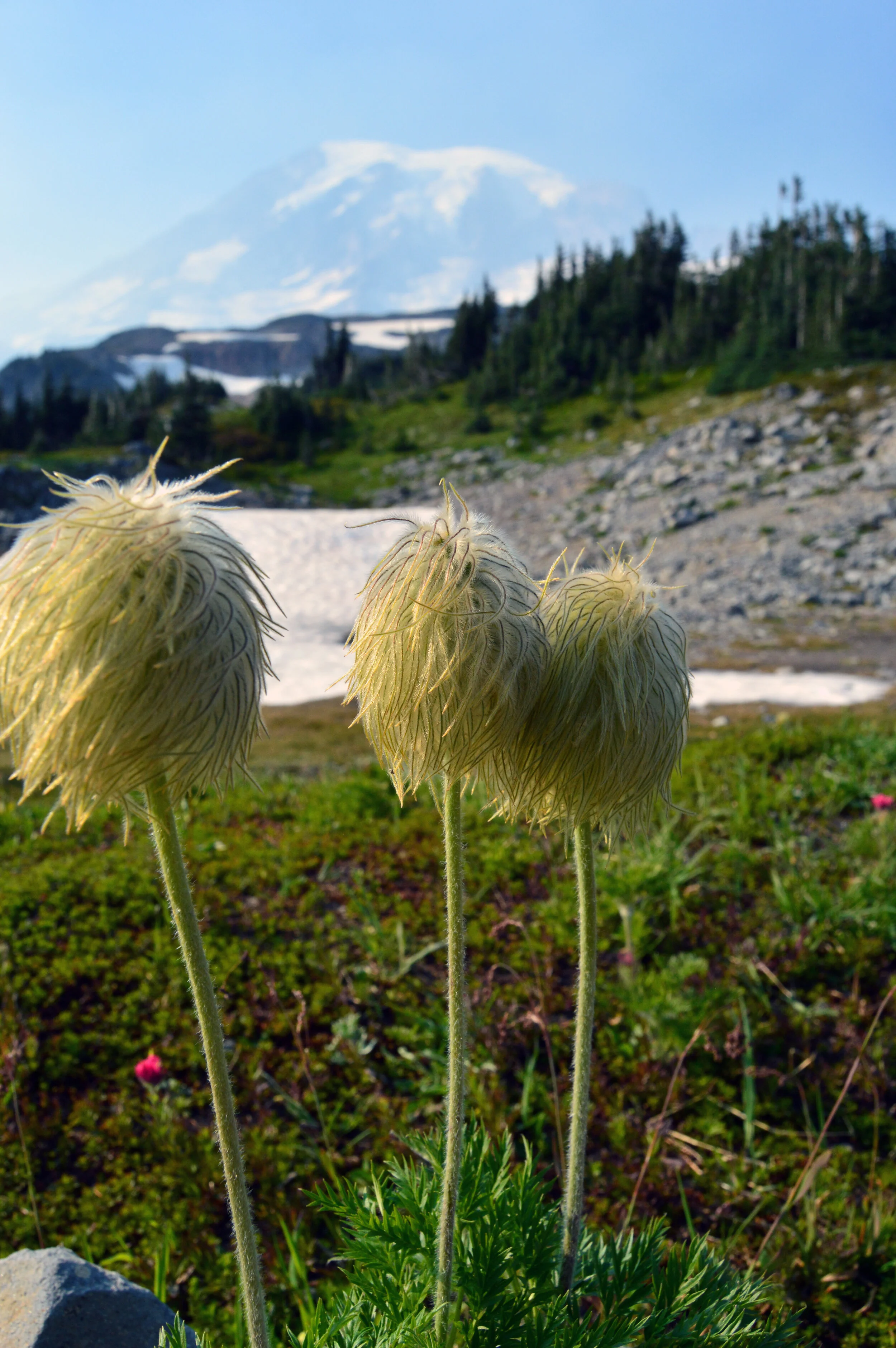 DSC_0705.JPG